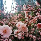 糯米团子