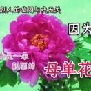 超能女人用蓝月亮