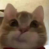 木木