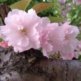 野荷花