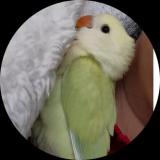 家有肥啾