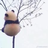 abby妮妮