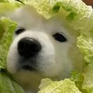 麻烦有电竞文狠狠揣我