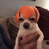 兮瓜穗子