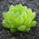 大佬分销