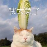 清醒的不说话