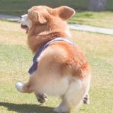 屋脊下的小fafa