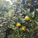 新奥尔良烤蟹黄堡