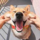 王健辉