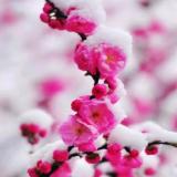 雨中彩虹散落