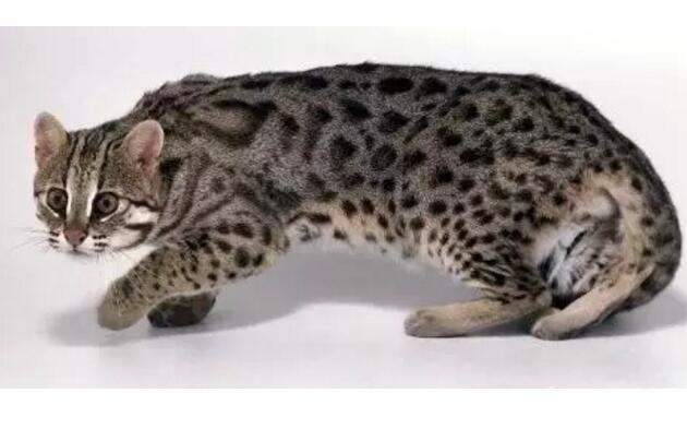 狸猫多少钱一只啊 403ac076d006e94357a7c952b809cf23x630x393x29.jpeg;,3,jpegx;3,700x.jpg