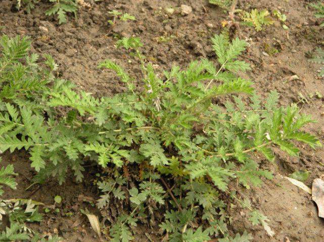 民间失传20年的治疗阳痿早泄偏方, 快收藏_fj5