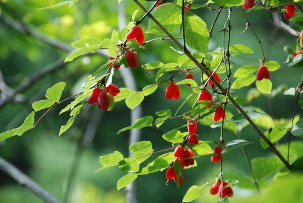 长得像蓝莓的野果