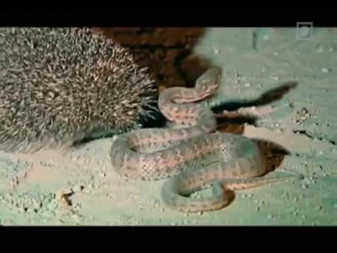 这些动物竟然喜欢吃蛇, 蛇看见了也要逃跑!