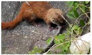 这些动物竟然喜欢吃蛇, 蛇看见了也要逃跑!