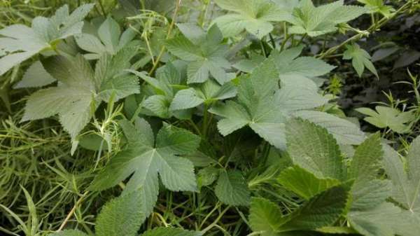 背景 壁纸 绿色 绿叶 树叶 植物 桌面 599_337图片