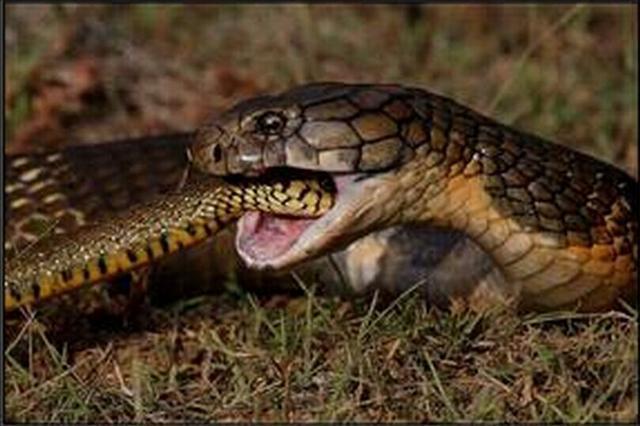 这些动物竟然喜欢吃蛇, 蛇看见了也要逃跑!