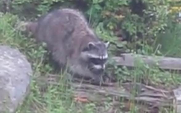 这些动物竟然喜欢吃蛇, 蛇看见了也要逃跑!