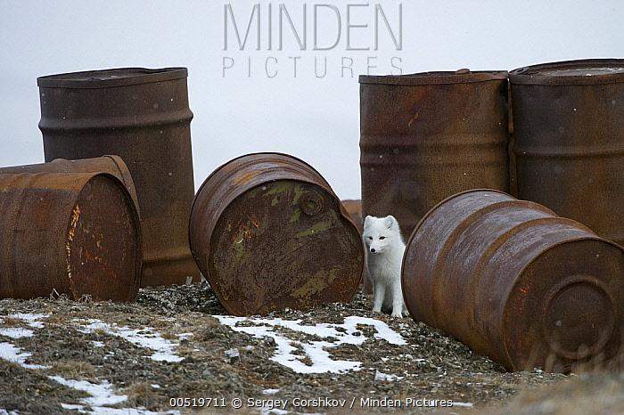 在废弃油桶旁的北极狐.图片:sergey gorshkov