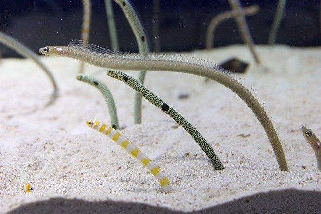 果壳【2017年物种日历】10月5日 横带园鳗