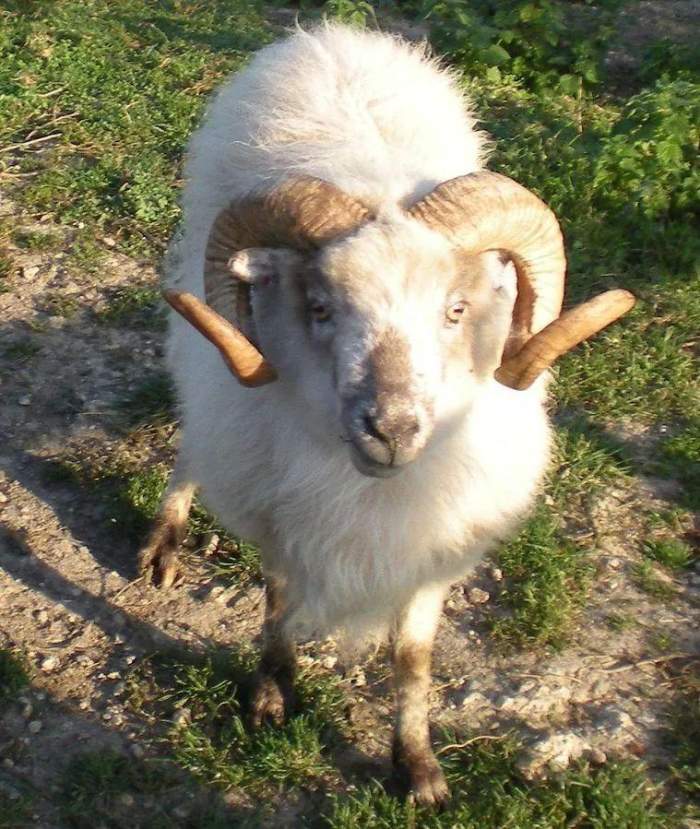 哪怕浑身小卷毛,羊角的形状也出卖了这只安哥拉山羊.