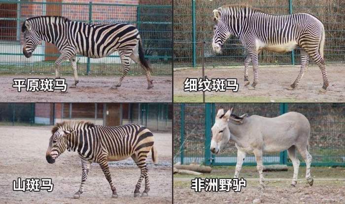 果壳【2017年物种日历】10月14日 平原斑马