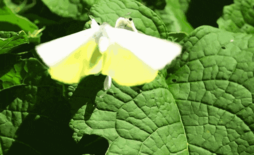 果壳【2017年物种日历】12月17日 兰花螳螂