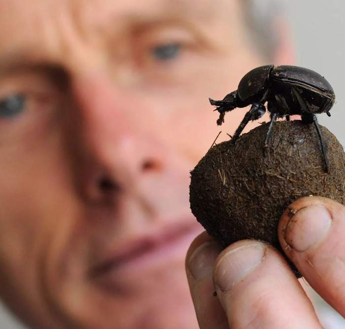 dung beetles,我们也叫它屎壳郎.