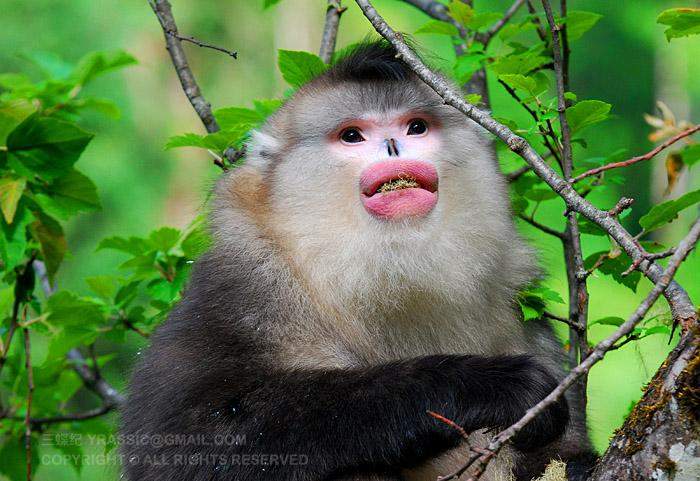 大公猴是一家之主,长得也最漂亮,头顶有一簇翘起的黑色冠毛,像是潮男