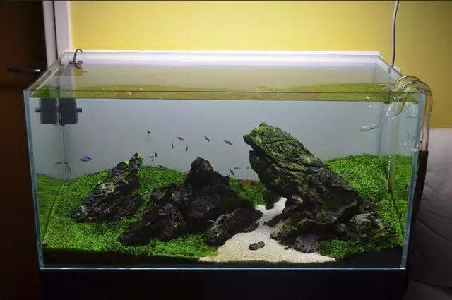水草缸雨林缸造景:只用1种草做出的美景,简约不简单! 水草缸雨林缸造景:只用1种草做出的美景,简约不简单!