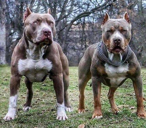 世界上最兇猛的犬种”狗界的健美霸主, <wbr>肌肉堪比铠甲 世界上最兇猛的犬种”狗界的健美霸主, <wbr>肌肉堪比铠甲