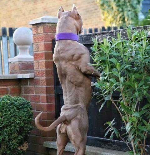 世界上最兇猛的犬种”狗界的健美霸主, <wbr>肌肉堪比铠甲 世界上最兇猛的犬种”狗界的健美霸主, <wbr>肌肉堪比铠甲