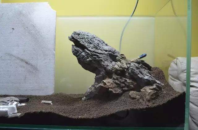 水草缸雨林缸造景:只用1种草做出的美景,简约不简单! 水草缸雨林缸造景:只用1种草做出的美景,简约不简单!