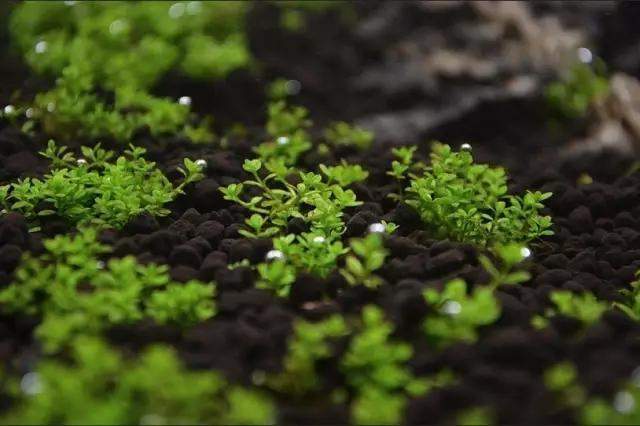 水草缸雨林缸造景:只用1种草做出的美景,简约不简单! 水草缸雨林缸造景:只用1种草做出的美景,简约不简单!