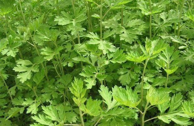 艾蒿可以泡水喝吗?