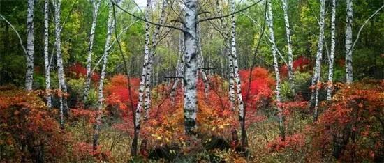 橡树林 5ed0b387d546ece380d2d37f9667921fx550x234x39.jpeg;,3,jpegx;3,700x.jpg