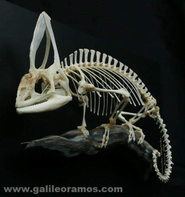 雄性高冠变色龙的全身骨骼标本.图片:galileoramos.com