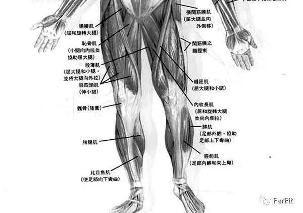 健硕的腿部肌肉是力量的象征 7个动作强健你的腿部 真的猛男 必须