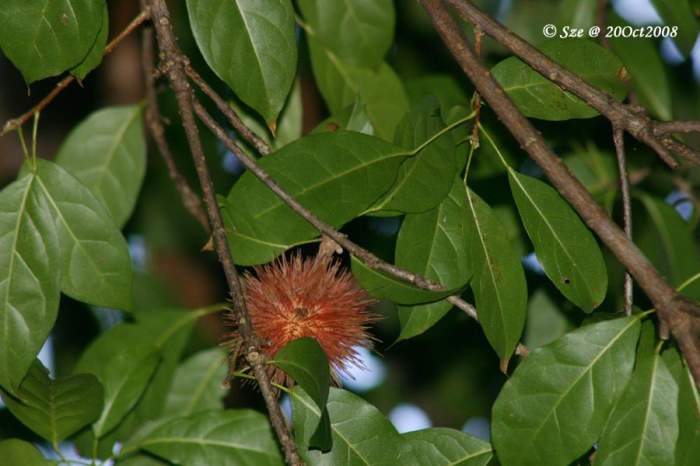 图中的大刺球就是猴欢喜的蒴果啦.图片:hkwildlife.net