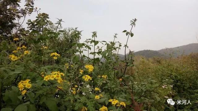 骑行巩义南山公路赏满山红叶