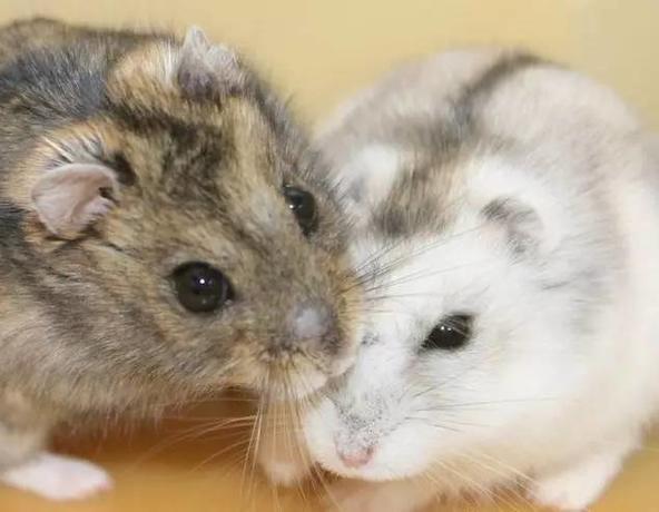 怎么养仓鼠才亲近你 867a7781a926296abb1d28bdacb65b4ax592x460x31.jpeg;,3,jpegx;3,700x.jpg