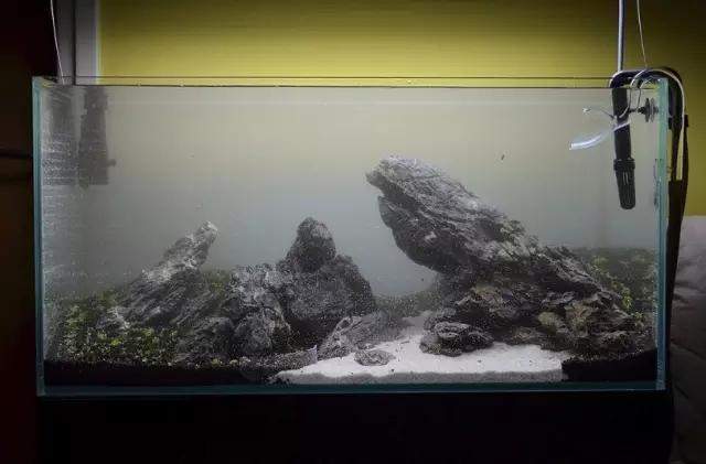 水草缸雨林缸造景:只用1种草做出的美景,简约不简单! 水草缸雨林缸造景:只用1种草做出的美景,简约不简单!