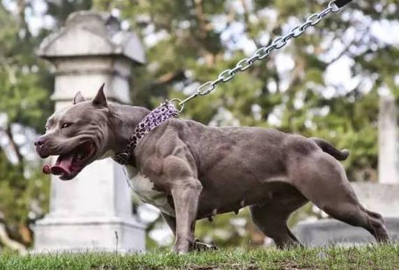 世界上最兇猛的犬种”狗界的健美霸主, <wbr>肌肉堪比铠甲