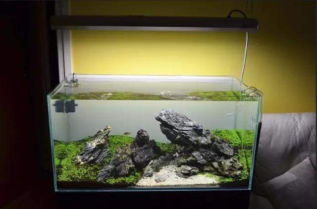 水草缸雨林缸造景:只用1种草做出的美景,简约不简单! 水草缸雨林缸造景:只用1种草做出的美景,简约不简单!