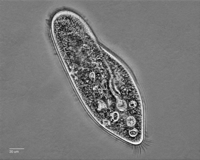 草履虫的模样,在显微镜下才能看清.图片:rexp2   / flickr