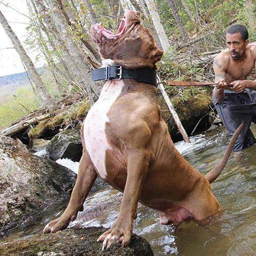 世界上最兇猛的犬种”狗界的健美霸主, <wbr>肌肉堪比铠甲 世界上最兇猛的犬种”狗界的健美霸主, <wbr>肌肉堪比铠甲