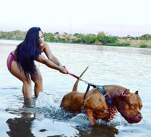 世界上最兇猛的犬种”狗界的健美霸主, <wbr>肌肉堪比铠甲