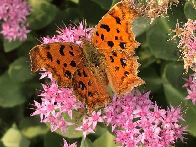 【海金仓】海金仓代表海科金集团参加2017健