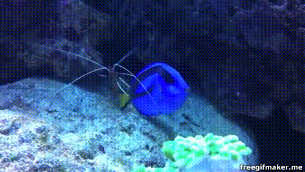 果壳【2017年物种日历】7月27日 拟刺尾鲷