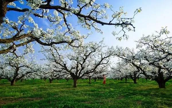 2017砀山梨花节3月28日开幕! 赵本山徒弟要来演出? 还有一大波精彩活动....